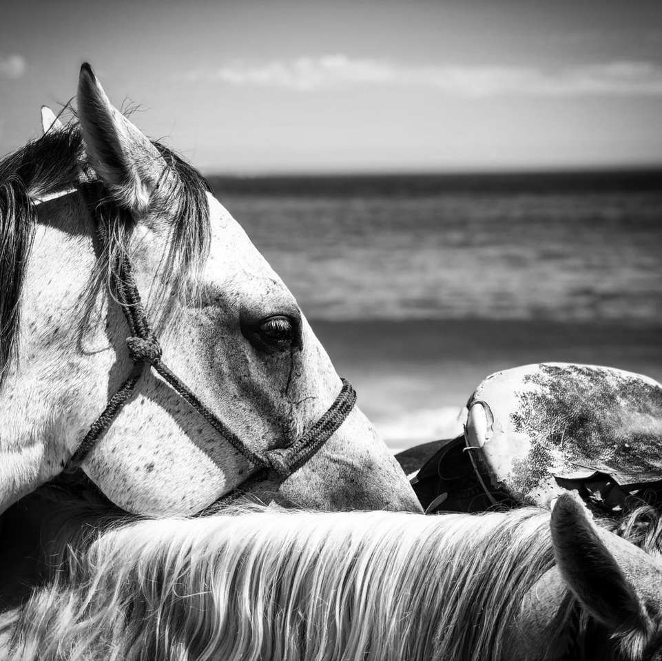 Foto en escala de grises de caballos comiendo en la playa rompecabezas en línea