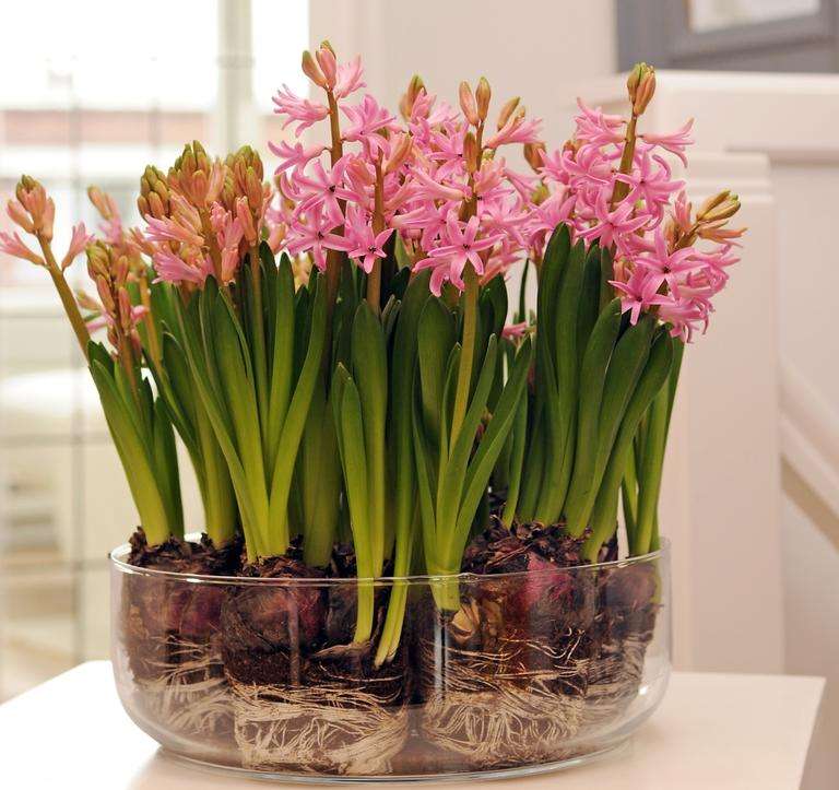 hyacinten in glas legpuzzel online
