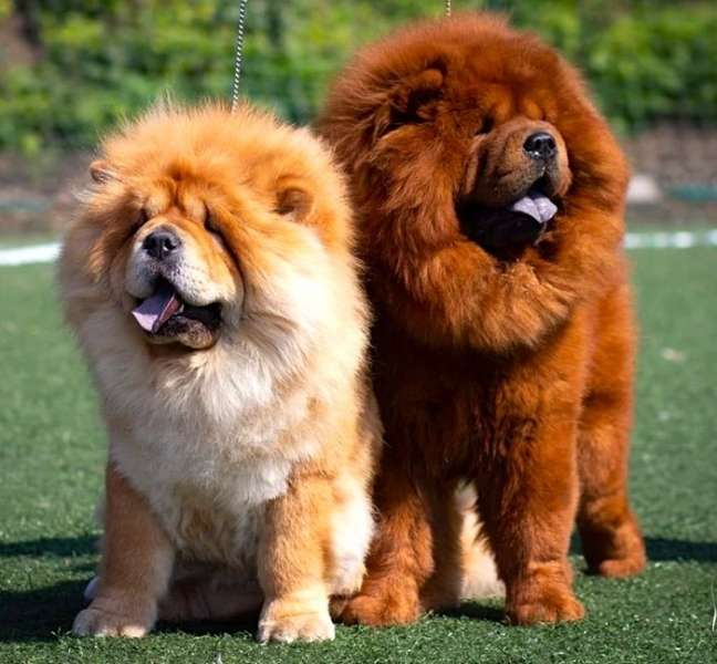 cani chow chow puzzle online