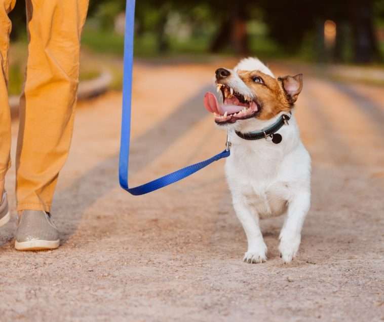 sétálni a kutyával kirakós online