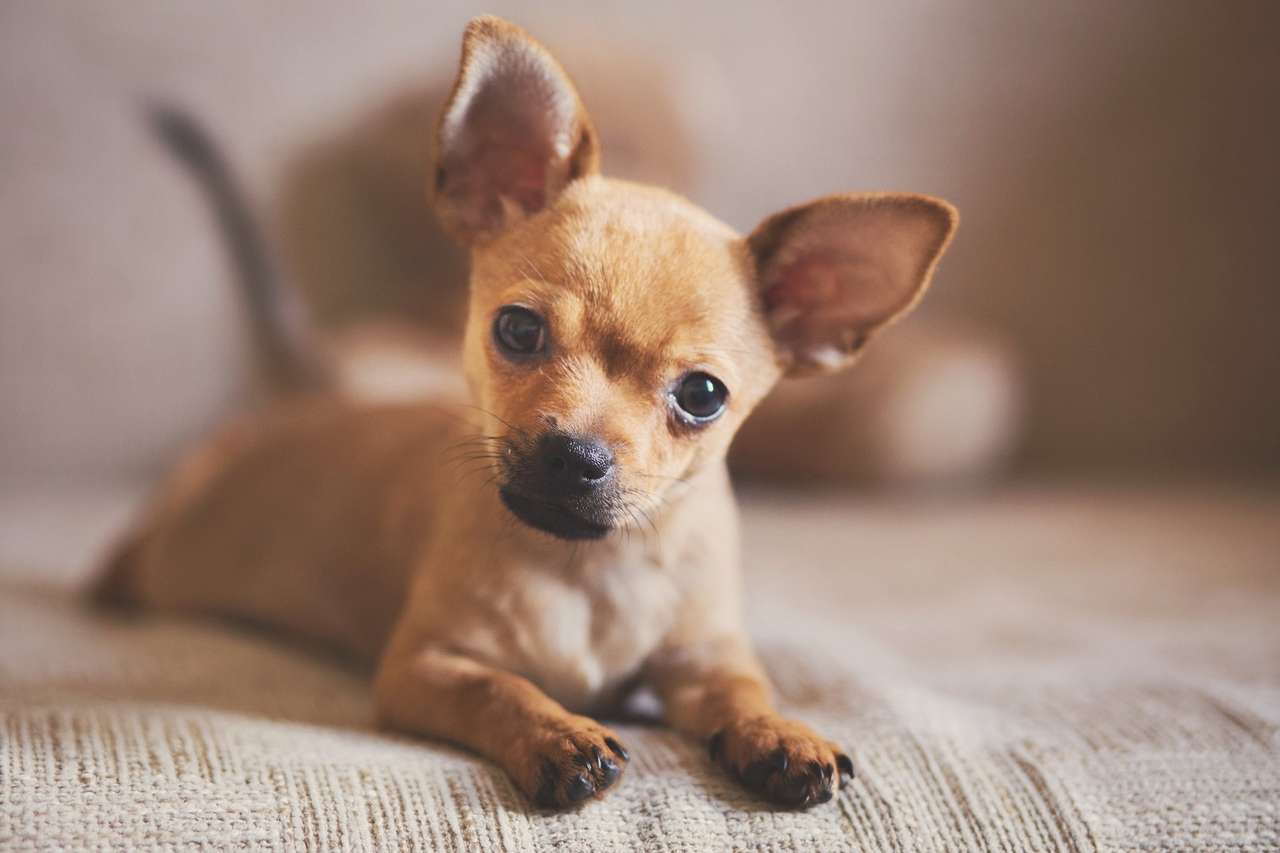 Lieve Chihuahua. online puzzel