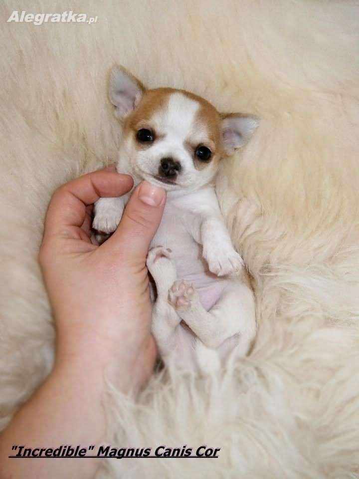Schöne märchenhafte Chihuahua. Puzzlespiel online