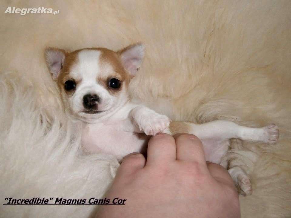 Schöne Chihuahua. Puzzlespiel online
