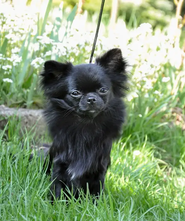 Fluffy Long Haired Chihuahua Puppy Dog Jigsaw Puzzle