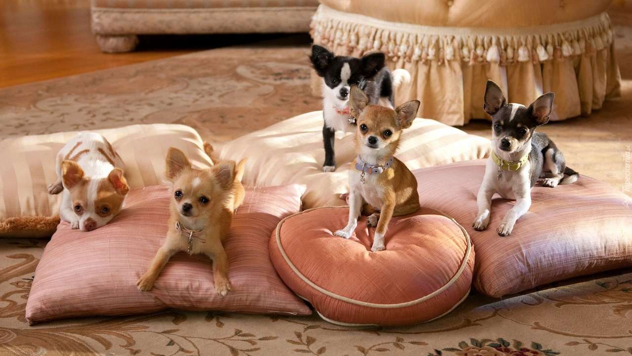 Familie von Chihuahua. Online-Puzzle