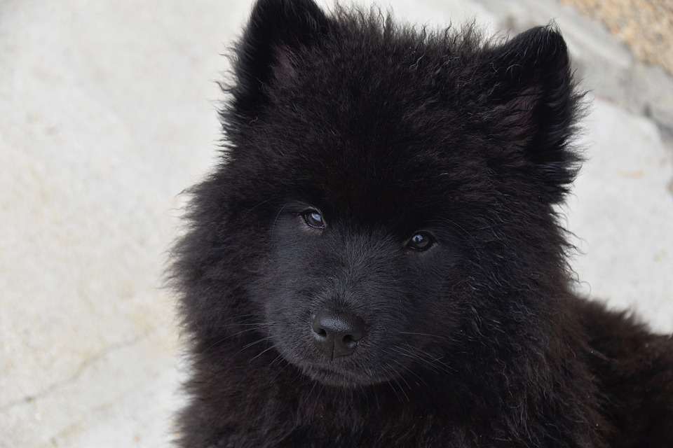 Zwarte pup. legpuzzel online