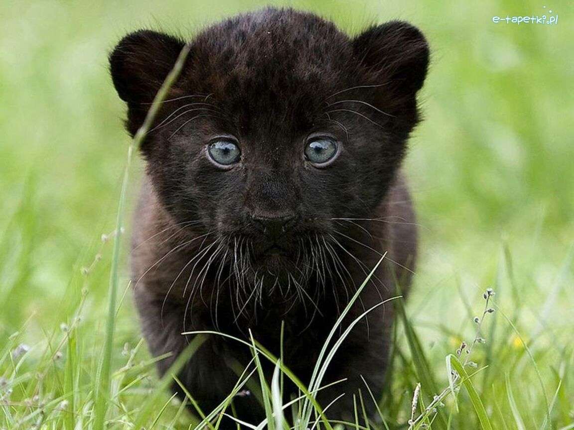 Черна пантера. онлайн пъзел