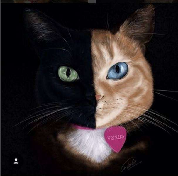Vénusz a macska. kirakós online