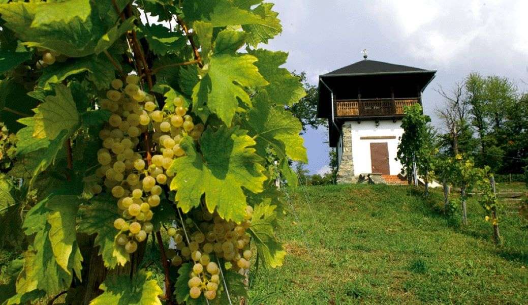Kutjevo szőlőtermesztése Horvátországban online puzzle