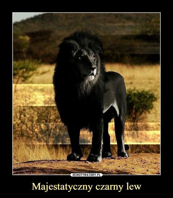 Черен лъв. онлайн пъзел