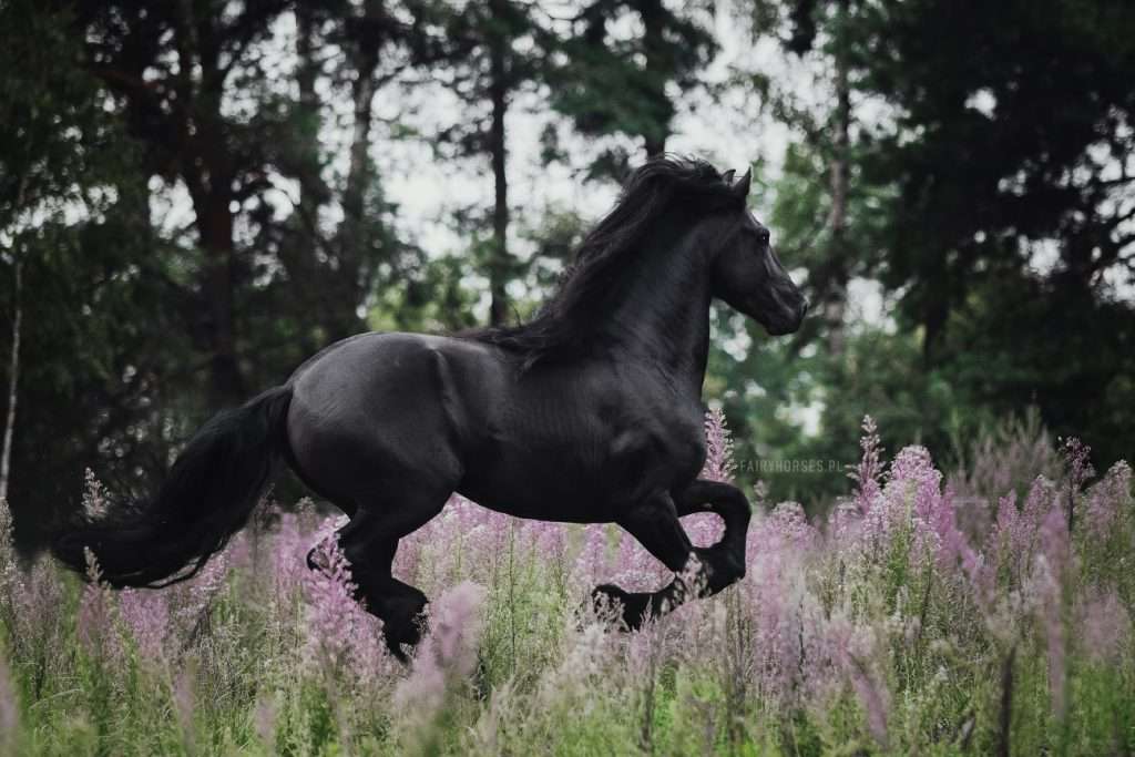 Φρισλανδικό άλογο. παζλ online