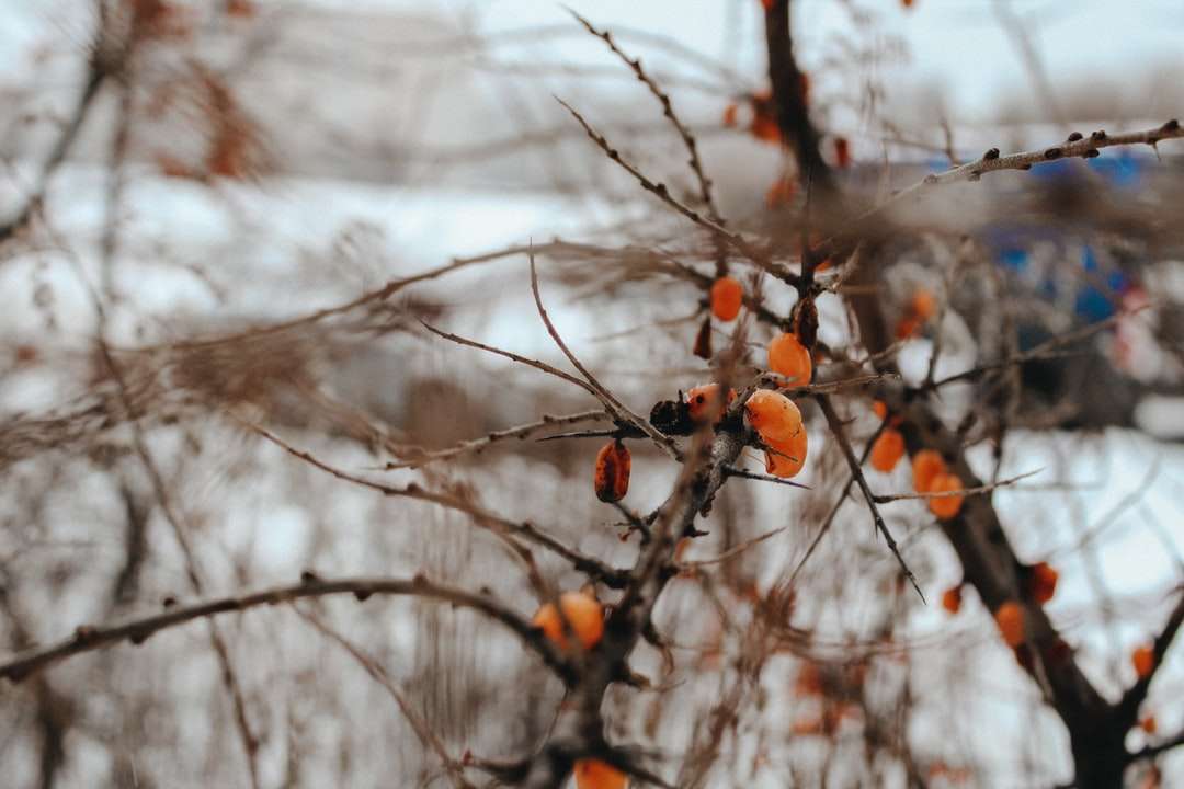 雪と茶色の木の枝 ジグソーパズルオンライン