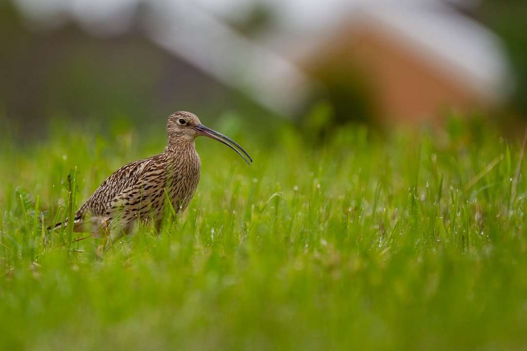 коричневий птах на зеленій траві в денний час онлайн пазл