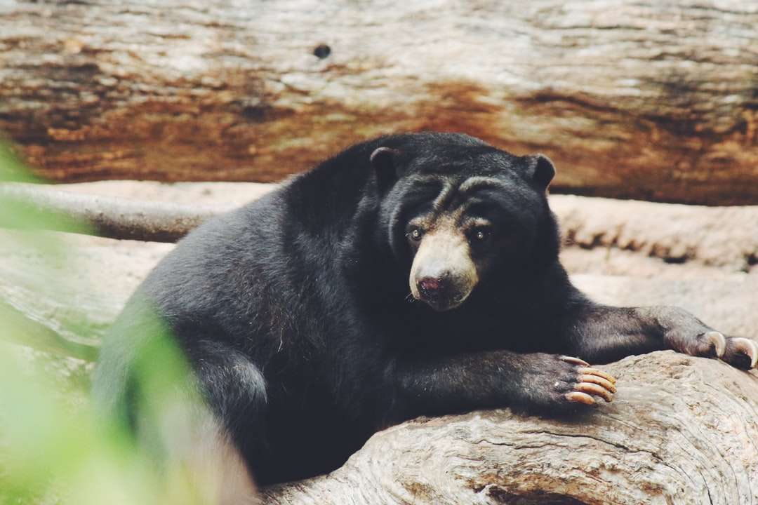ours noir sur une branche d'arbre brun pendant la journée puzzle en ligne