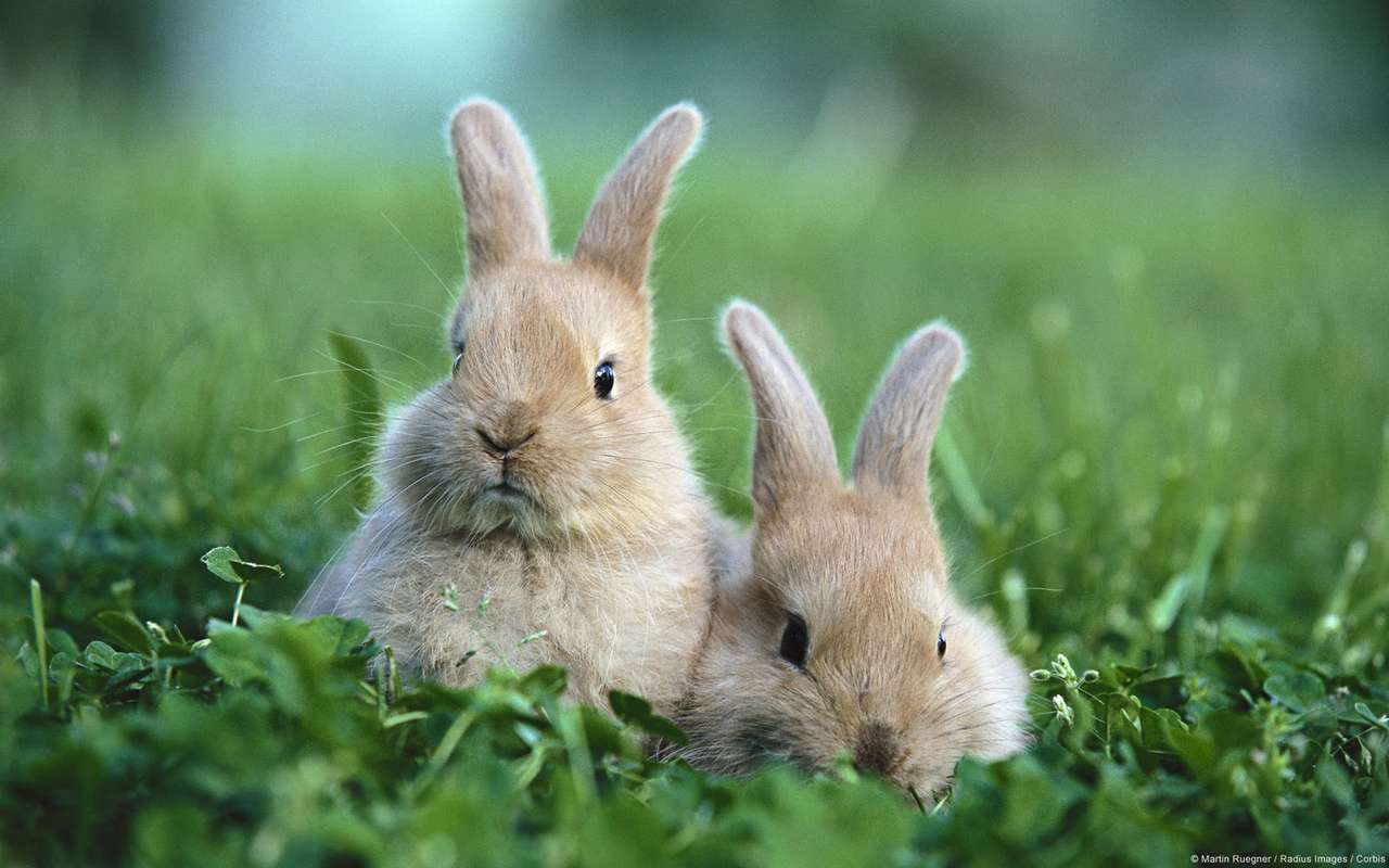 Два кролика онлайн-пазл