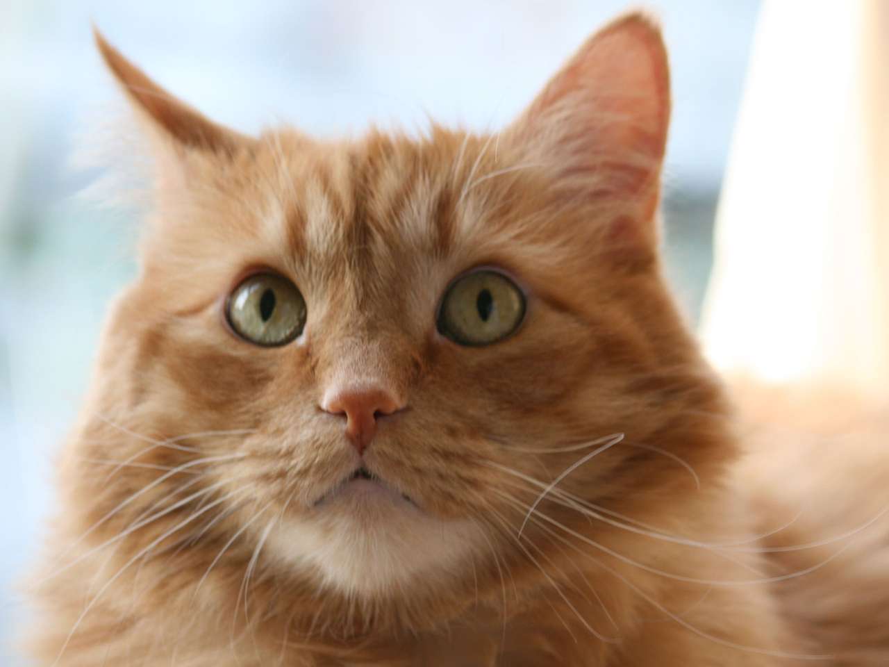 Оранжева котка онлайн пъзел