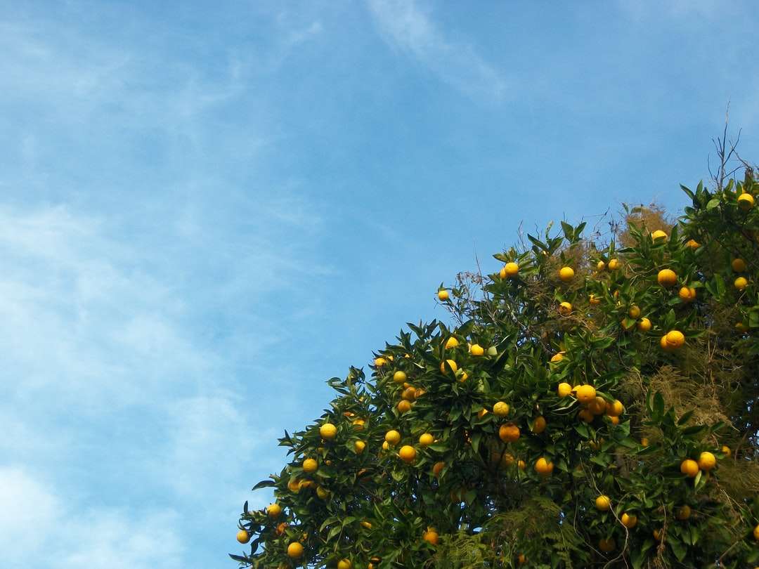 жълти кръгли плодове под синьо небе през деня онлайн пъзел