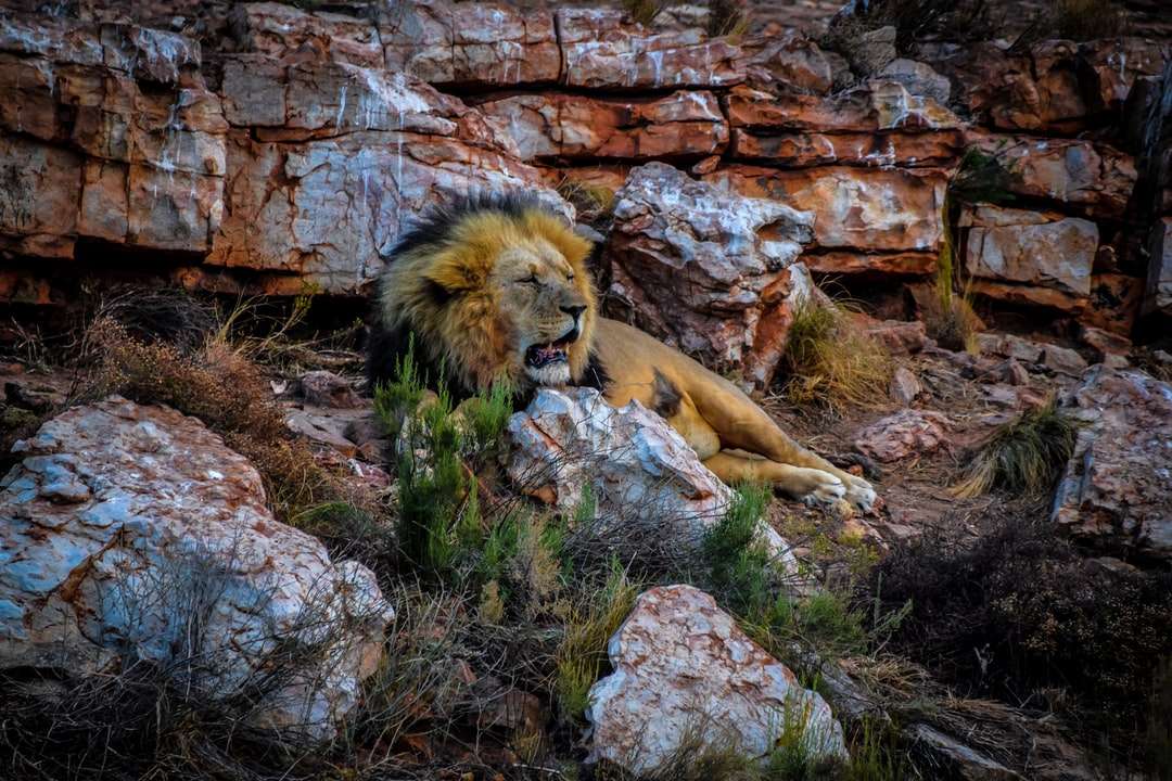 λιοντάρι που βρίσκεται πάνω σε βράχο κατά τη διάρκεια της ημέρας παζλ online