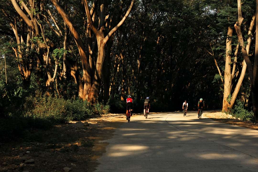 Les gens qui marchent sur une route en béton gris entourée d'arbres puzzle en ligne