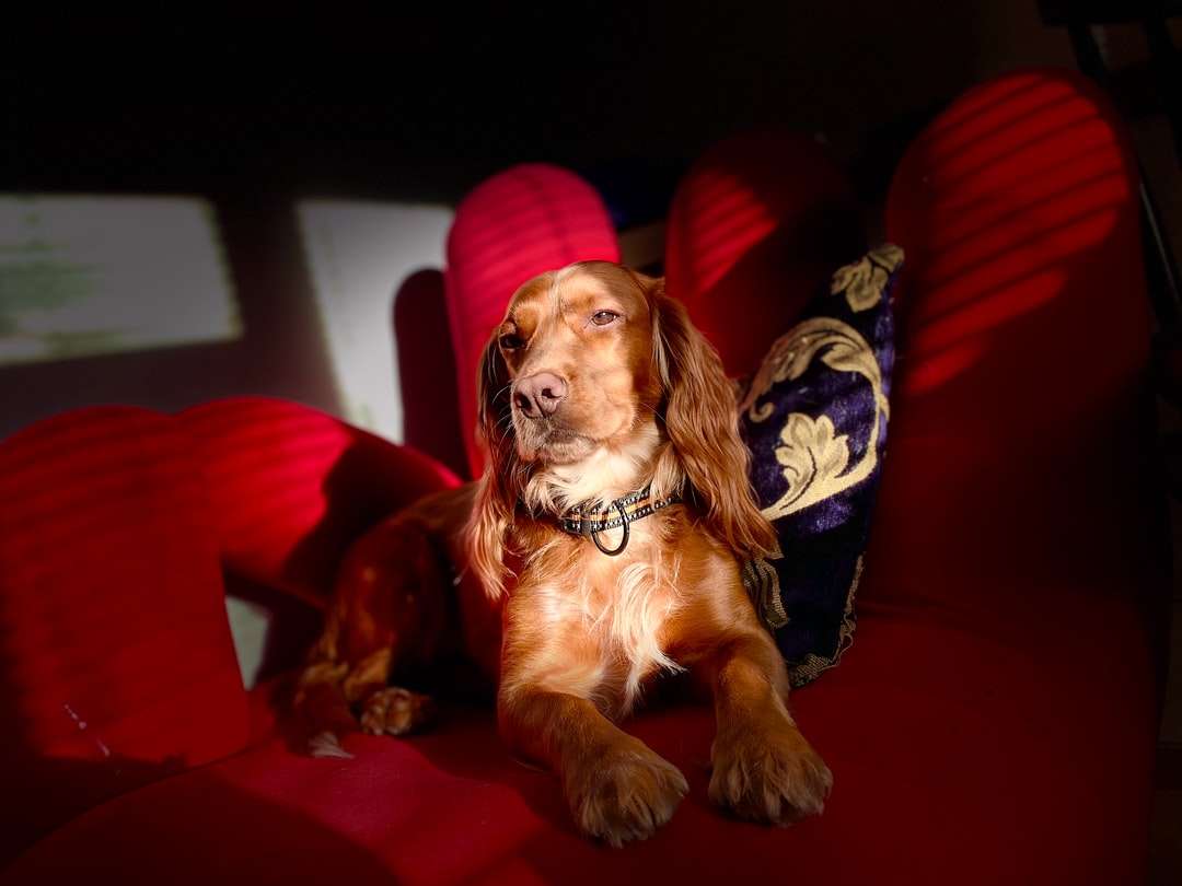 коричневий і білий коротким покриттям маленька собака, сидячи на червоному дивані онлайн пазл