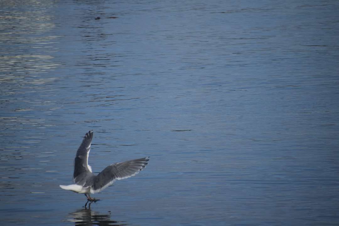 昼間に海の上を飛んでいる白い鳥 ジグソーパズルオンライン