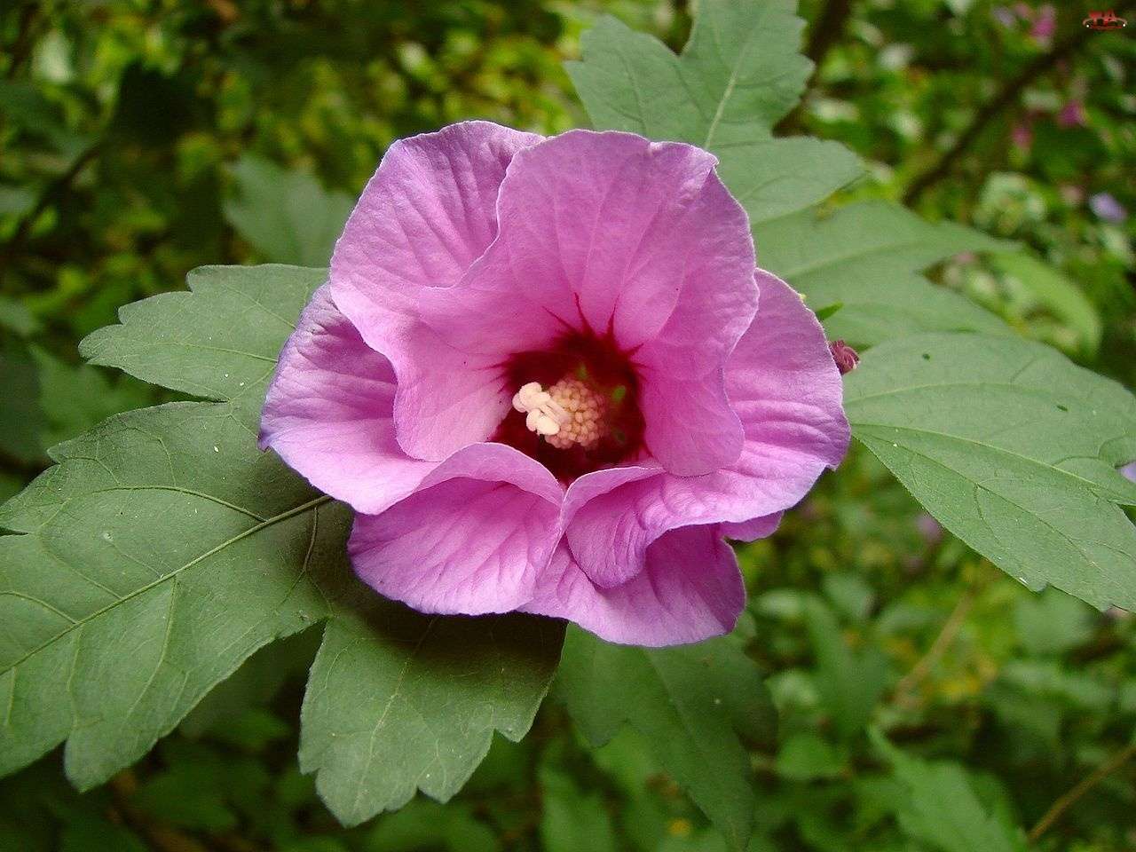 Flor de hibisco quebra-cabeças online