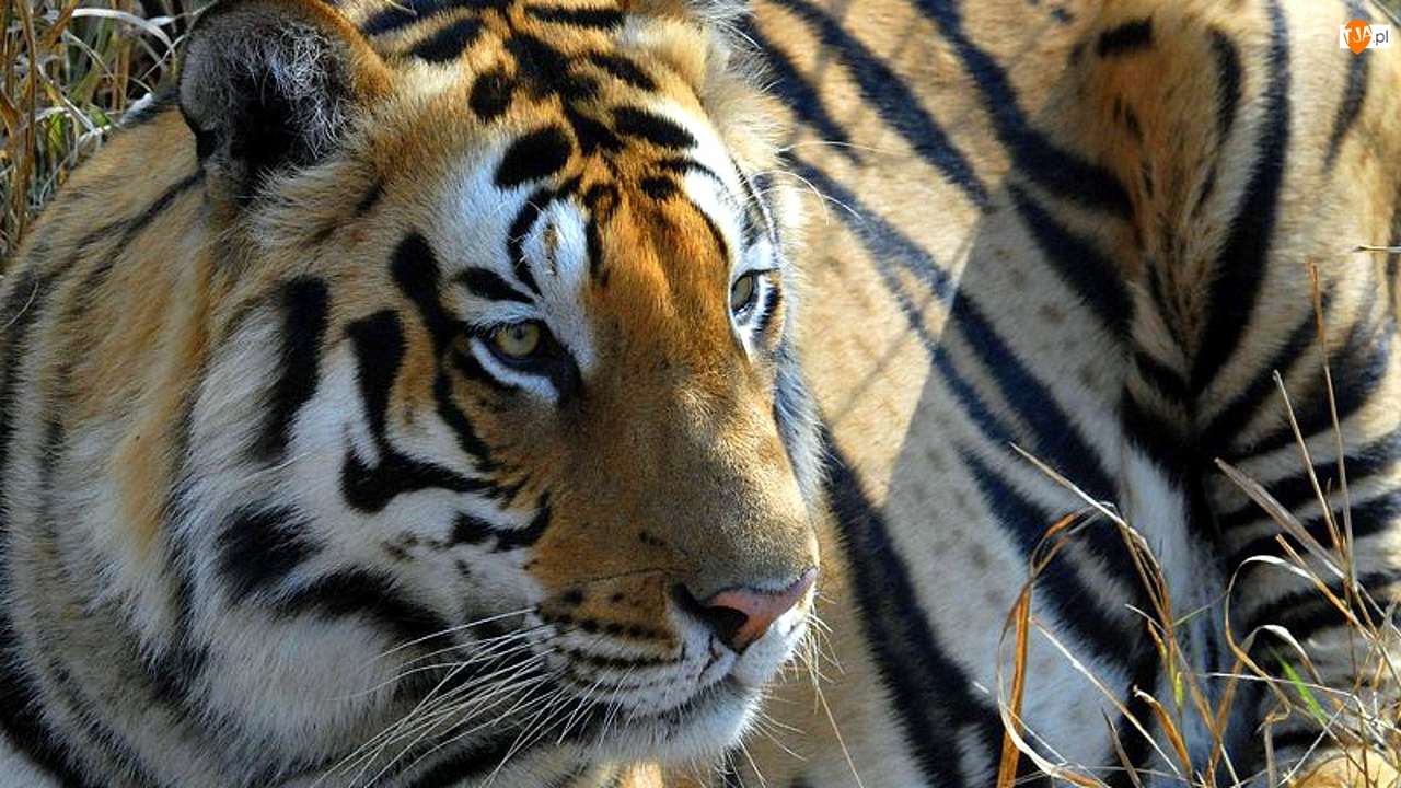 tigru... puzzle online