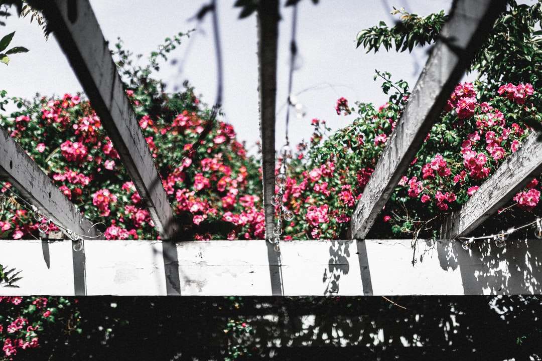白い木製の柵の上の赤い花 ジグソーパズルオンライン