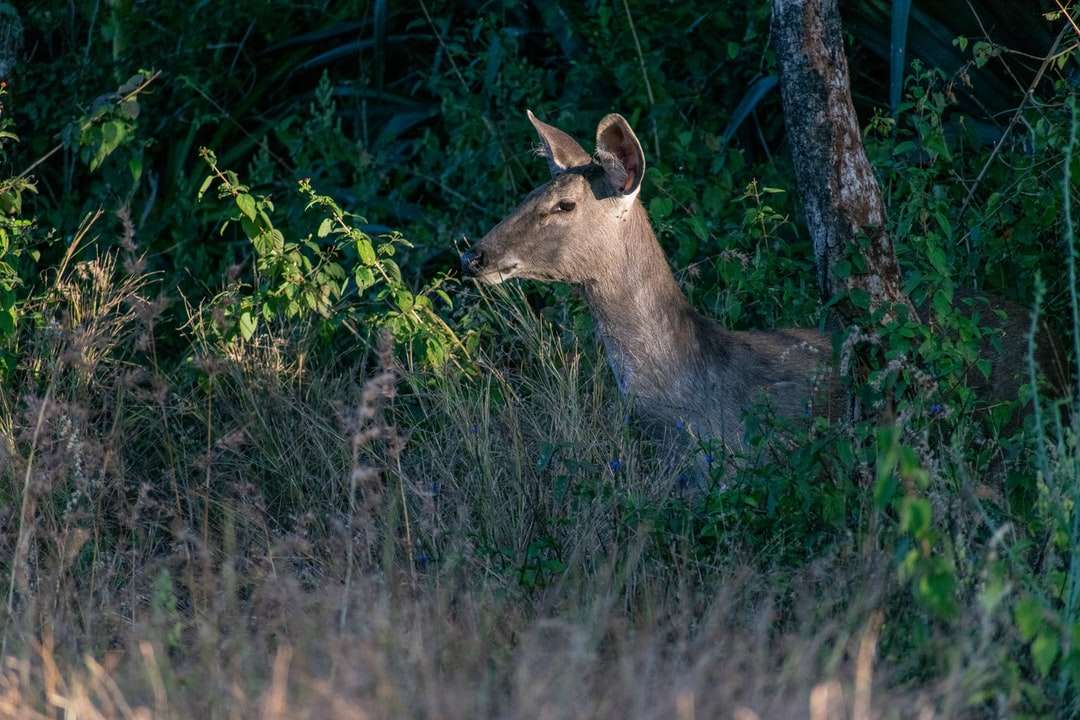 hnědý jelen na zelené louce během dne skládačky online