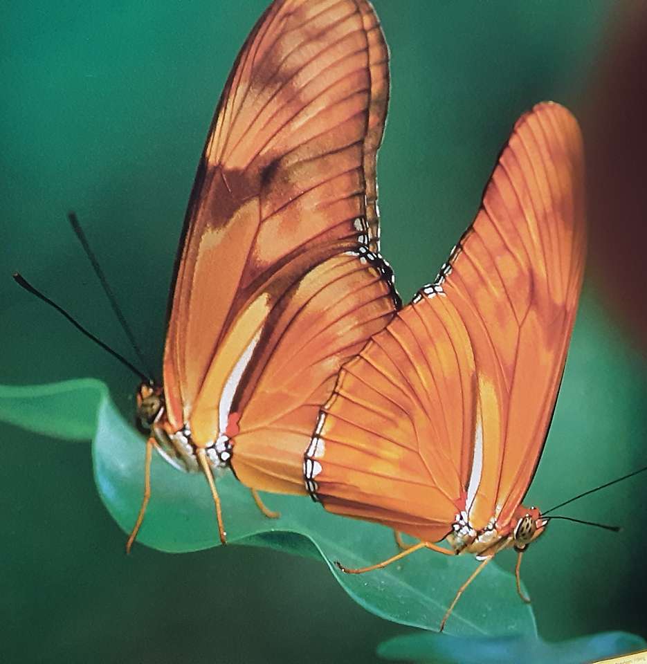 Papillons puzzle en ligne