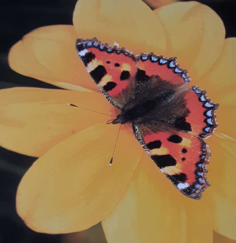 Бабочка на цветке пазл онлайн