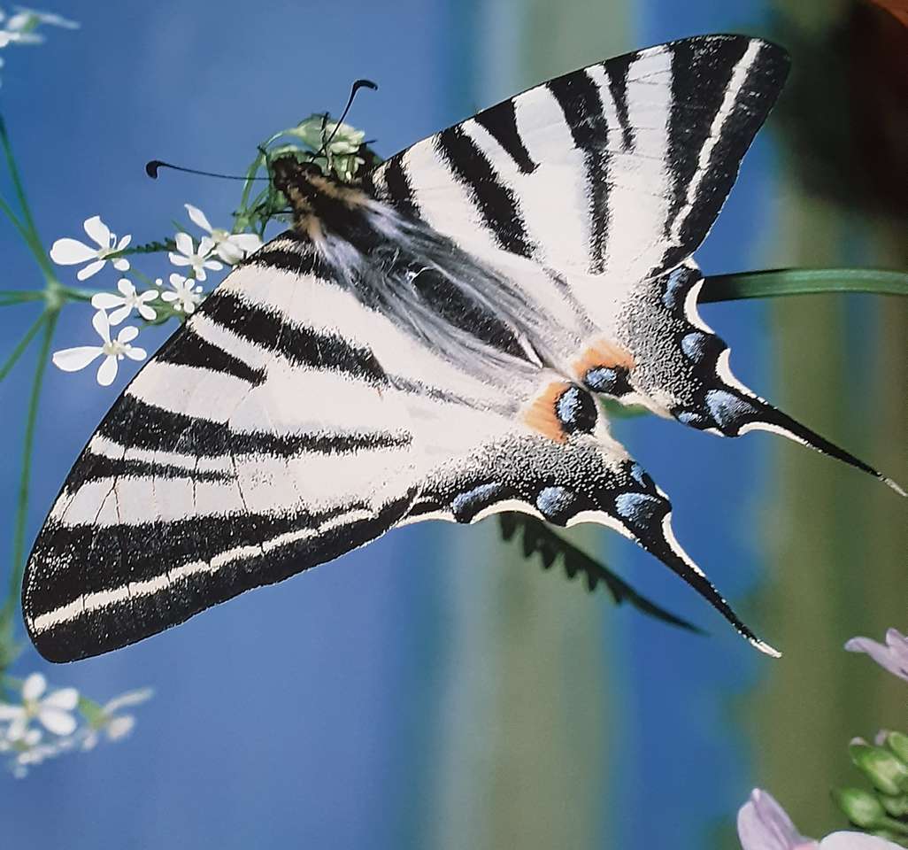 Fluturele cu pânze puzzle online