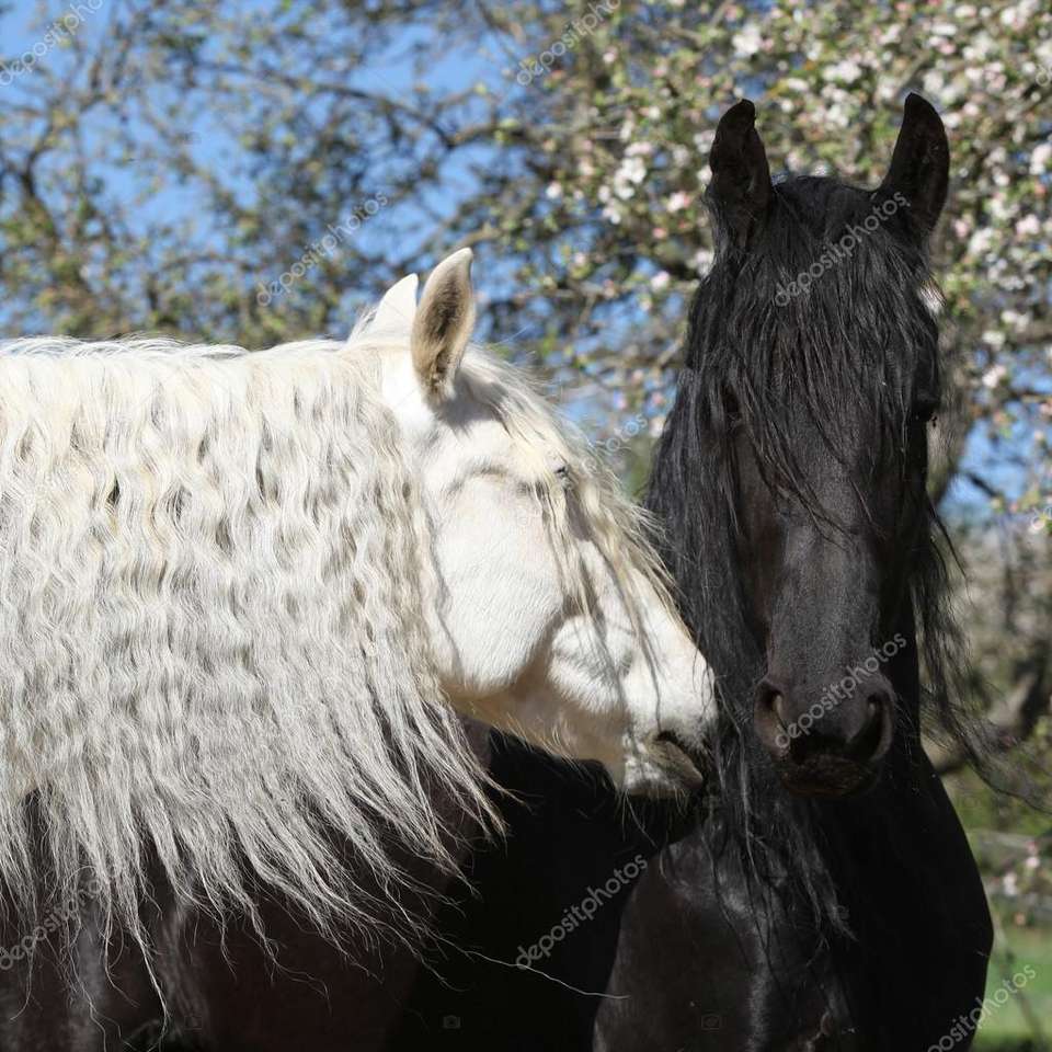 2 άλογα. παζλ online