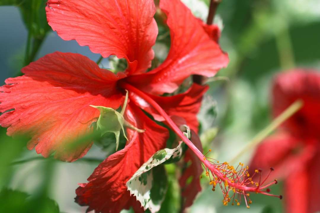 red hibiscus in bloom during daytime jigsaw puzzle online