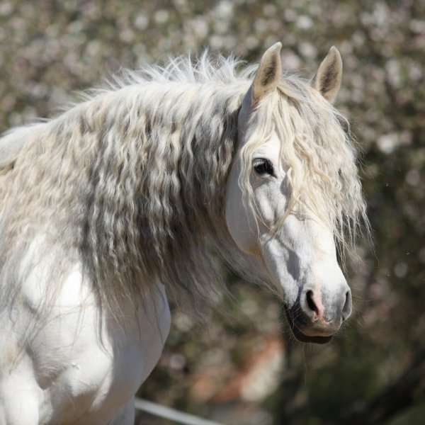 Андалузская лошадь. пазл онлайн