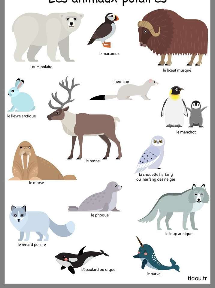 Polární zvířata online puzzle