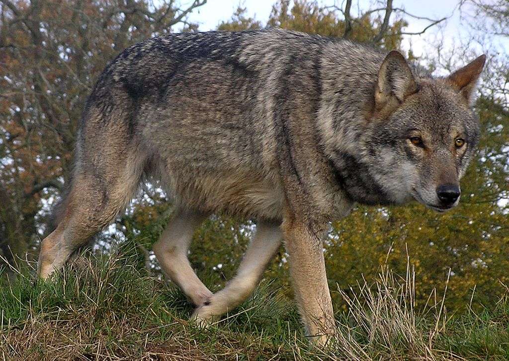 Ευρωπαίος λύκος παζλ online