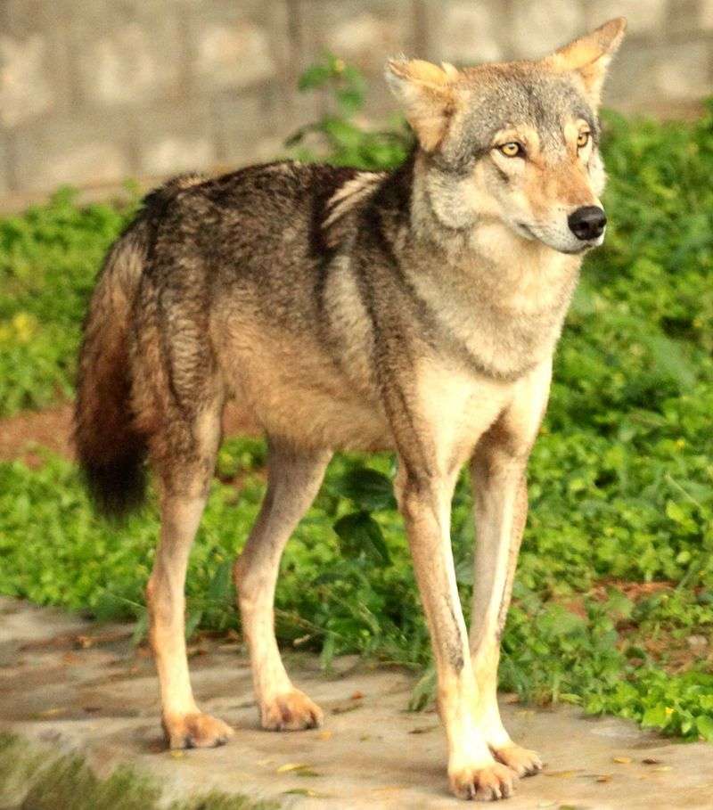 персидский волк онлайн-пазл