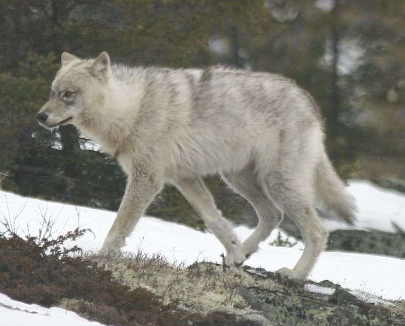 Lesní vlk skládačky online