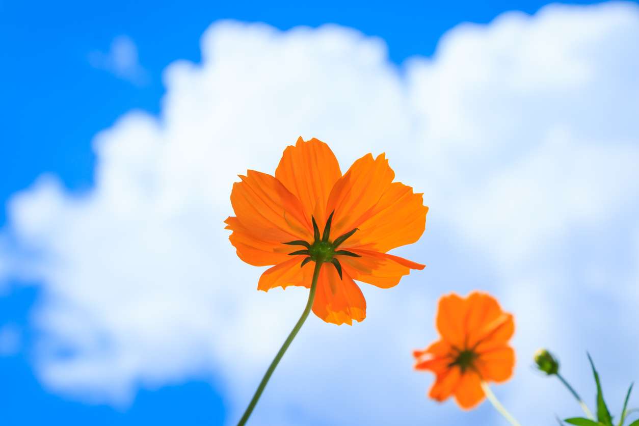 orangene Blume Online-Puzzle