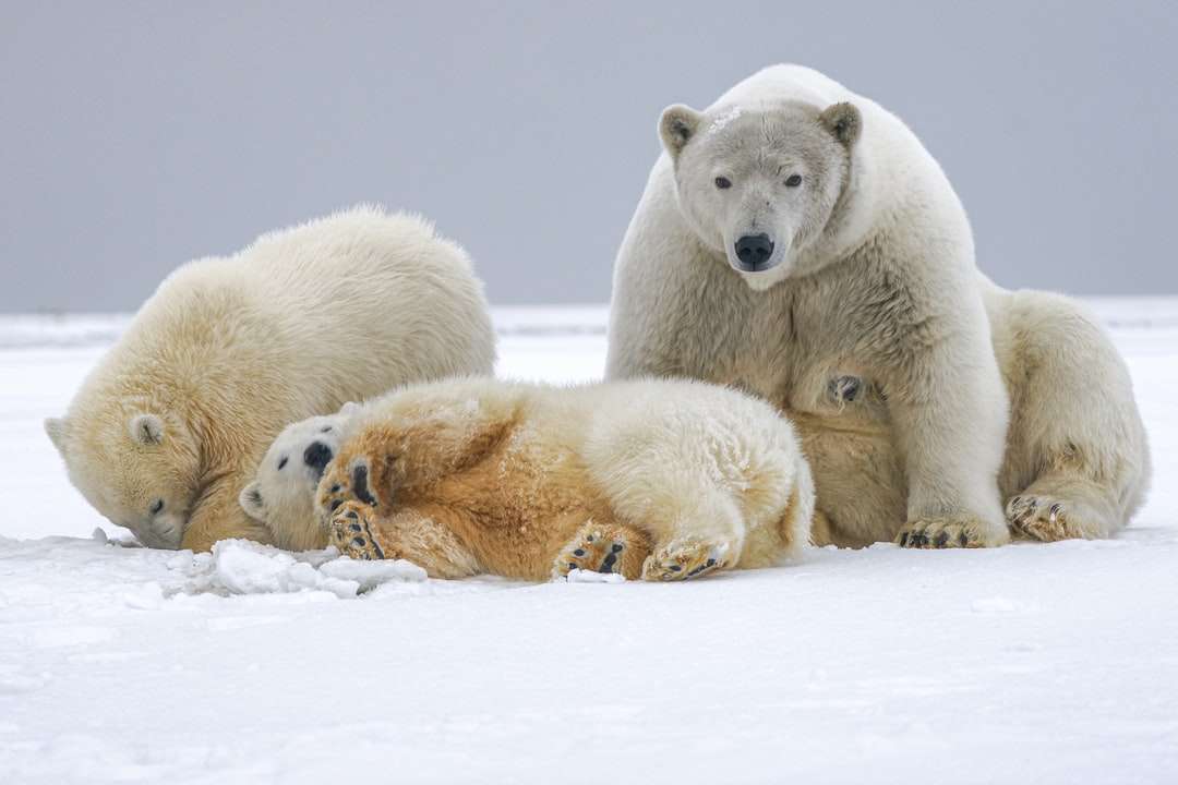 fehér jegesmedve a hóval borított talajon nappal online puzzle