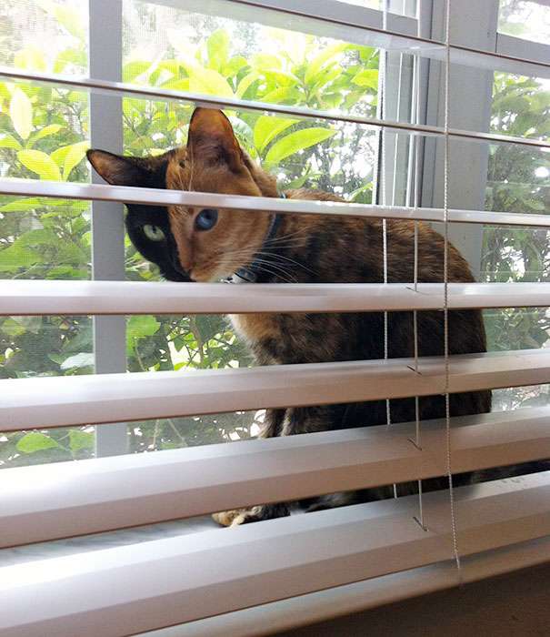 Η Αφροδίτη είναι μια όμορφη γάτα. παζλ online