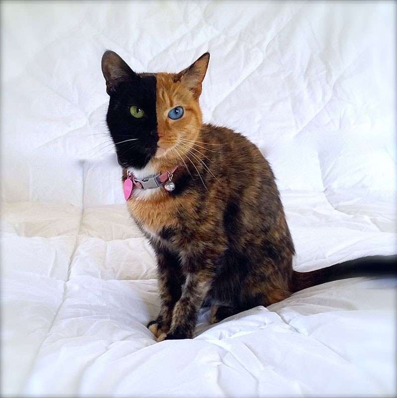 Αφροδίτη η γάτα με 2 πρόσωπα. online παζλ