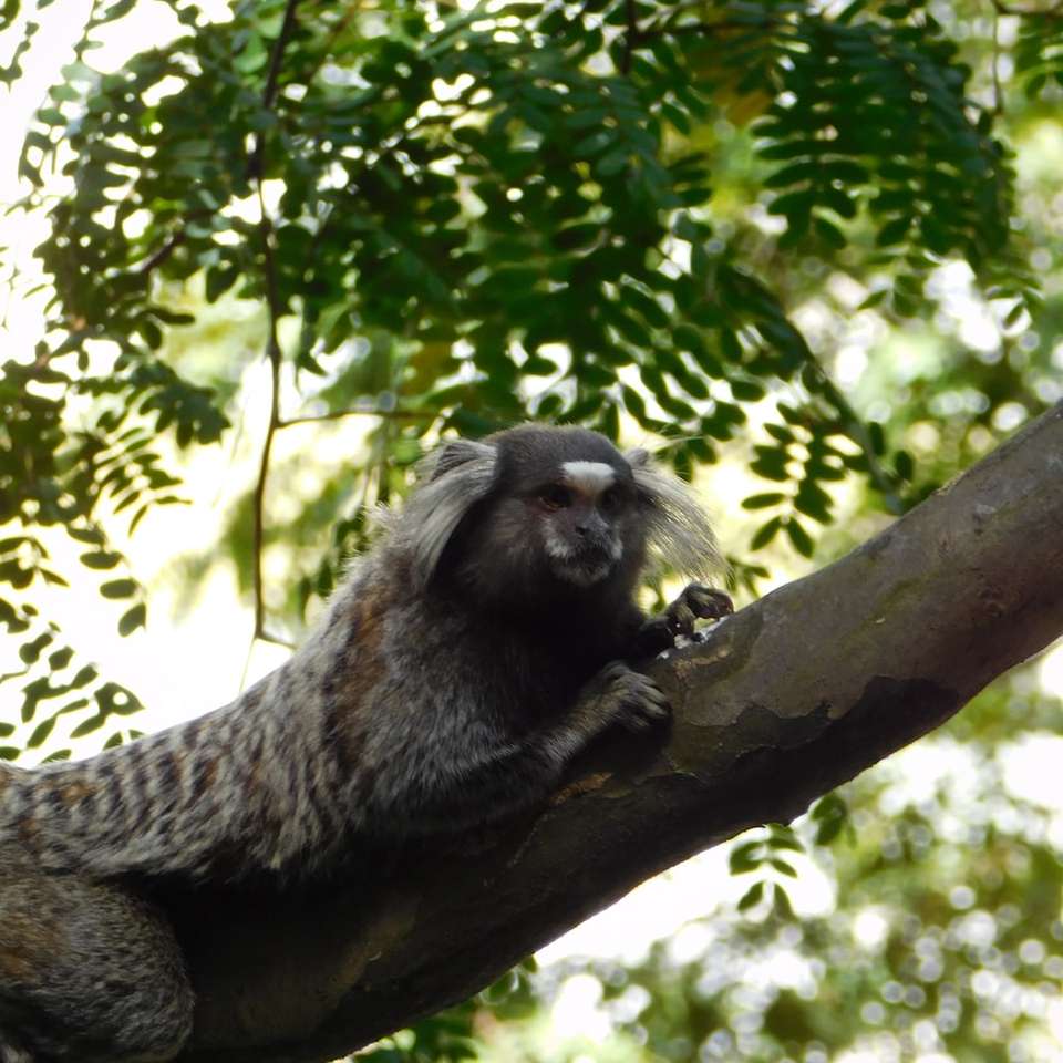 Mono marrón en la rama de un árbol durante el día rompecabezas en línea
