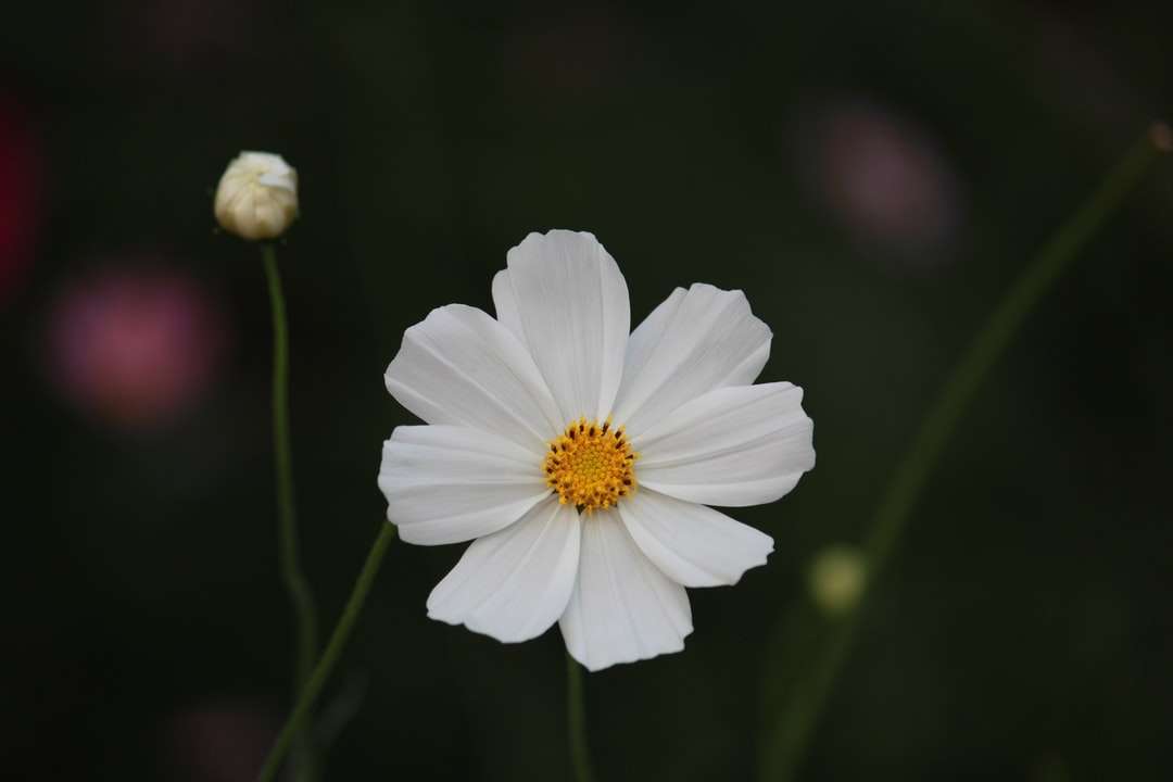 vit blomma i tilt shift-lins pussel på nätet