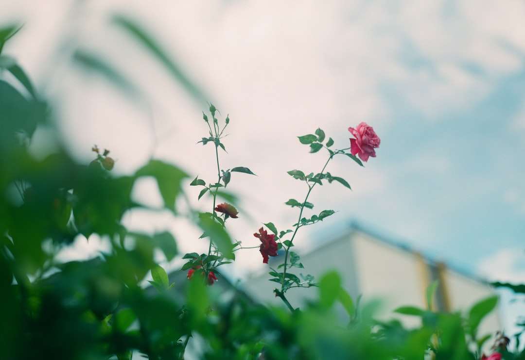 rosa blomma i tilt shift-lins Pussel online