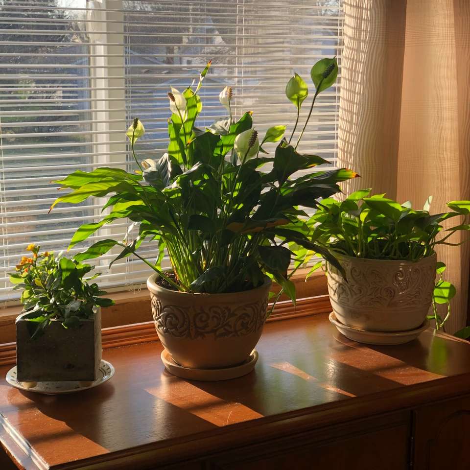 planta verde em vaso de barro marrom puzzle online
