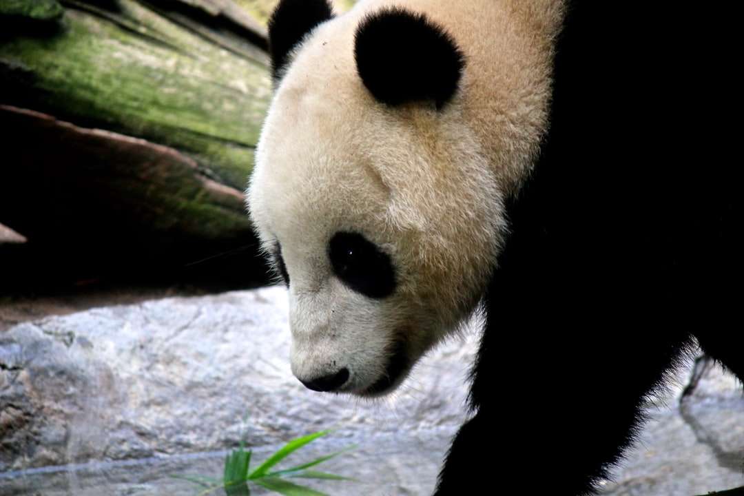 fehér és fekete panda a fatörzsön online puzzle