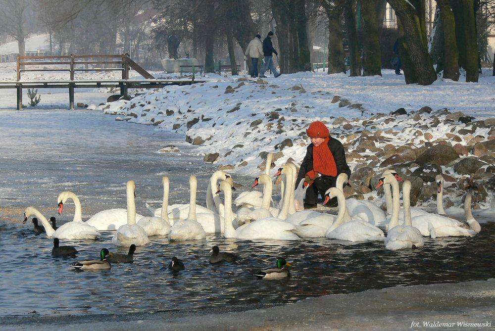 swans in the winter jigsaw puzzle online
