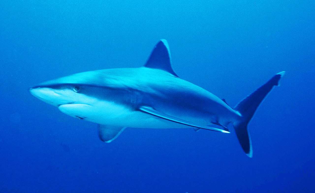 Сребърна перка акула онлайн пъзел